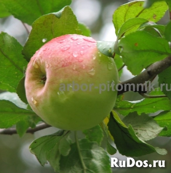Саженцы яблони из питомника, с доставкой и посадкой по низкой цен изображение 3