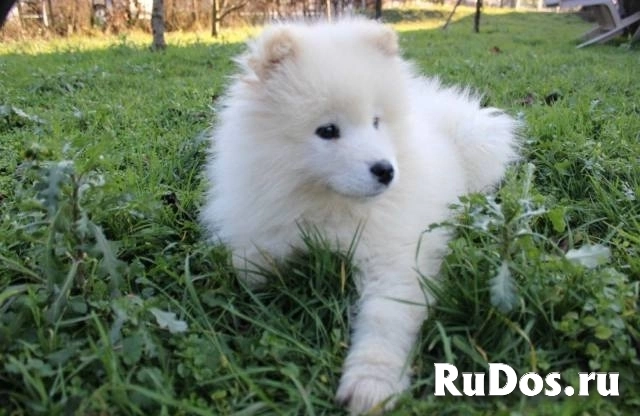 Щенок самоеда изображение 3