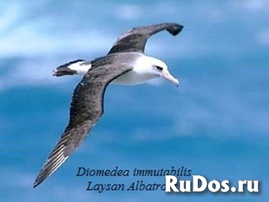Руководитель обособленного подразделения фото