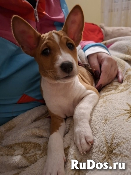 Щенки басенджи изображение 3