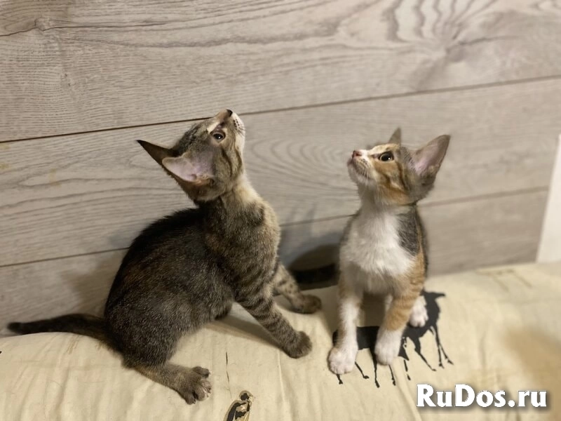 Ищут дом два чудесных котенка Тигра и Нычка. изображение 7