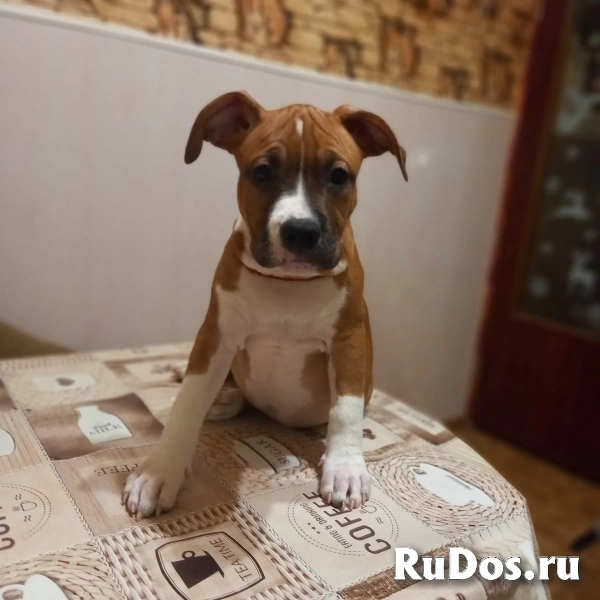 Красивые рыжие щенки Амстаффтерьера ркф изображение 4