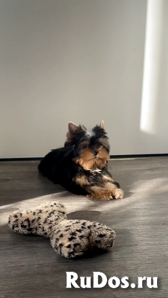 Щенки йоркширского терьера изображение 3