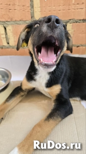 Эксклюзивная порода Monkeyrrier изображение 4