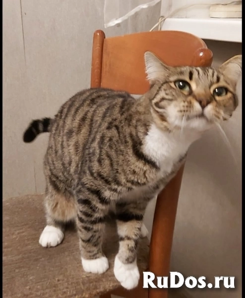 Кошка Сима с зелёными глазами в добрые руки. изображение 3