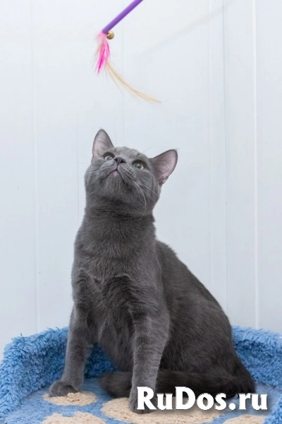 Сибелиус - очень красивый кот ищет надежные и любящие ручки! изображение 5