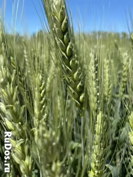 Семена  пшеницы озимой купить Аксинья Амбар Аскет Вольница фото