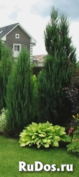 Обрезка хвойников, обработка сада, озеленение изображение 3