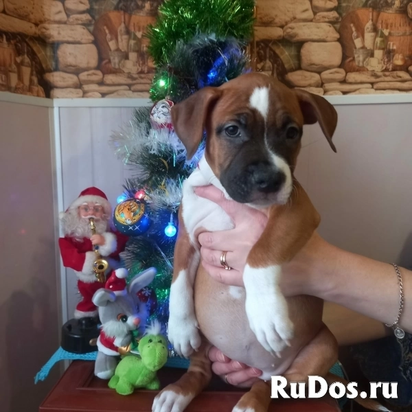 Рыжие малыши Амстаффтерьера ркф изображение 5