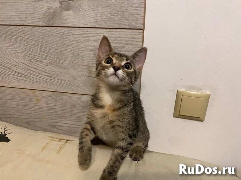 Ищут дом два чудесных котенка Тигра и Нычка. изображение 3