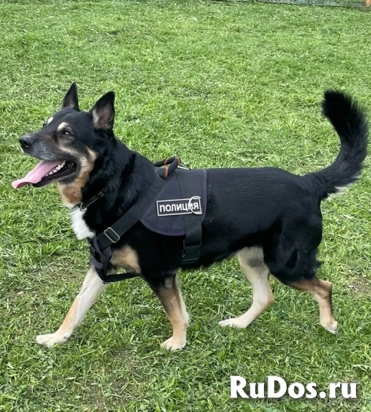 Срочно ищем любящую семью для Спайка!!! изображение 4