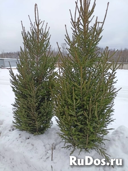 «Ёлочный Базар» - живые елки в Серпухове изображение 4