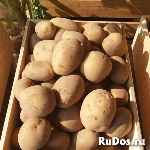 Свежий урожай на долгое хранение оптом в Алтайском крае фото
