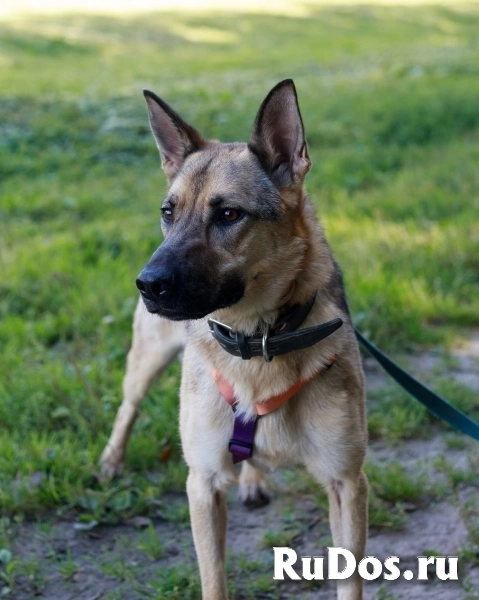 Мила самая милая и добрая собака ищет дом! изображение 5