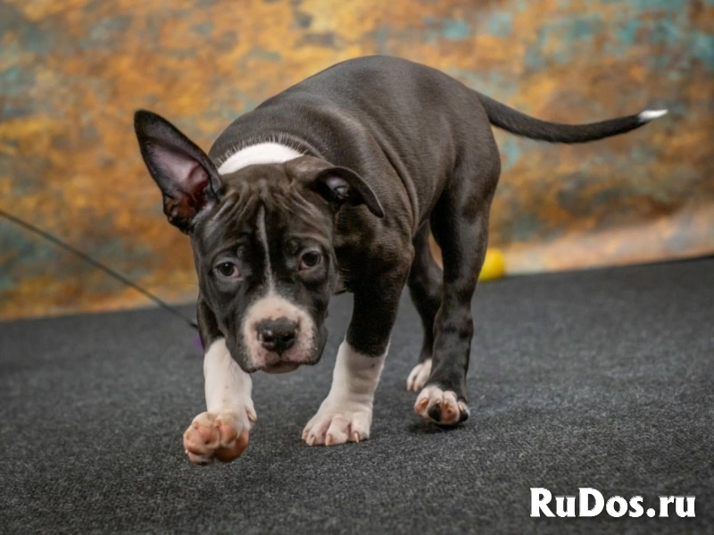 Черные кобели Амстаффа ркф изображение 11