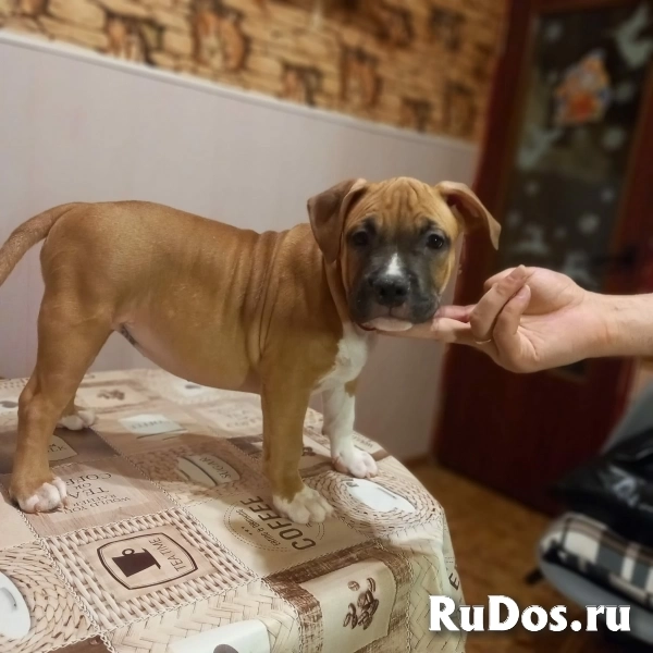 Красивые рыжие щенки Амстаффтерьера ркф изображение 5