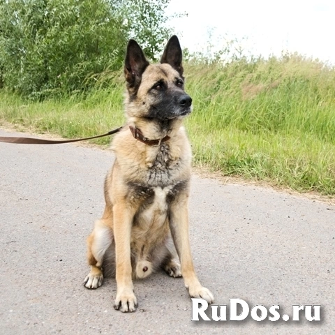 Молодой метис овчарки пёс Рич в добрые руки изображение 4