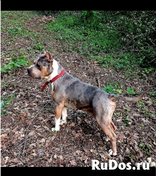 Питбультерьер изображение 7
