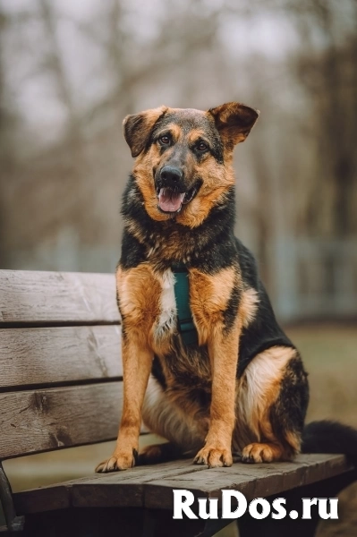 Фьючерс - настоящий медвежонок! В добрые руки фотка