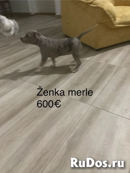 Питбультерьер фотка