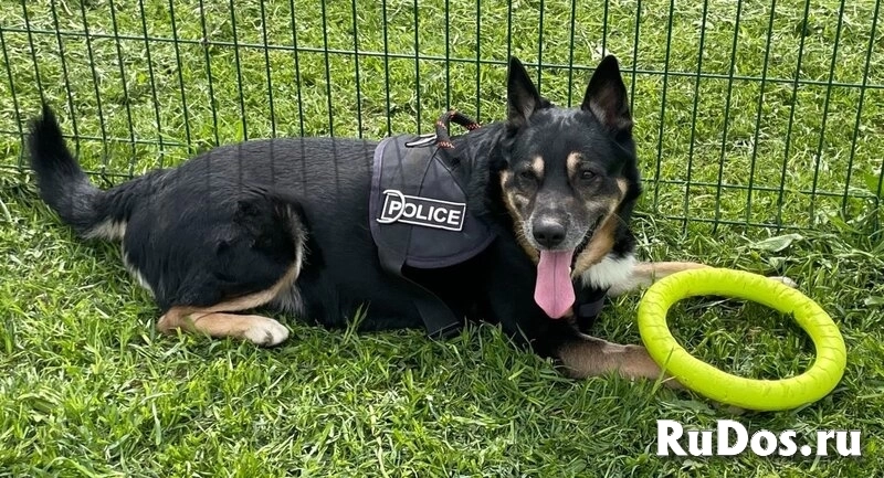 Срочно ищем любящую семью для Спайка!!! фотка