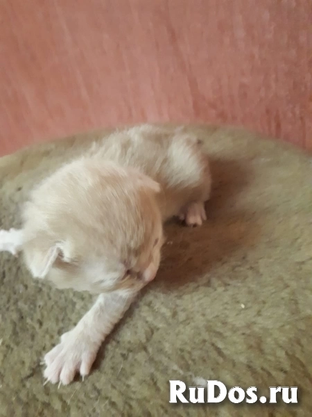 Котята вислоухие шотландские 2 недели отроду изображение 3