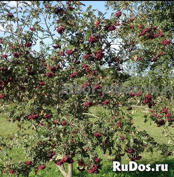 Саженцы и крупномеры рябины в Москве и Подмосковье с доставкой и изображение 5