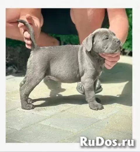 Щенки кане корсо обоих полов изображение 11