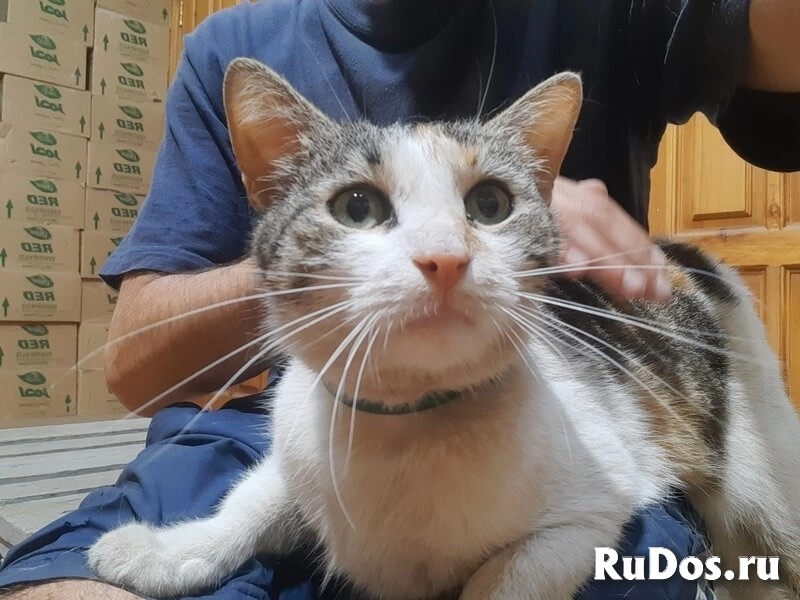 Обратите внимание на нашу милую девочку МУСЮ! фотка