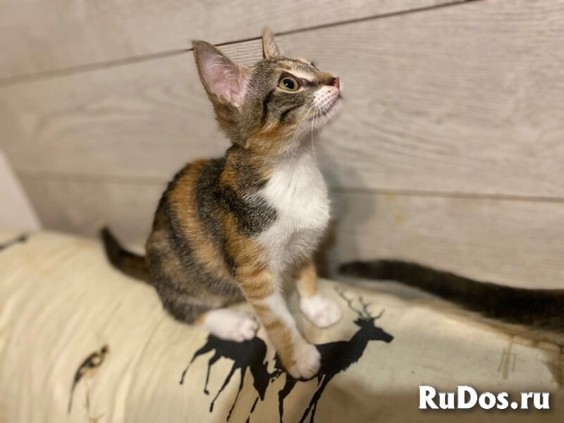 Ищут дом два чудесных котенка Тигра и Нычка. изображение 8