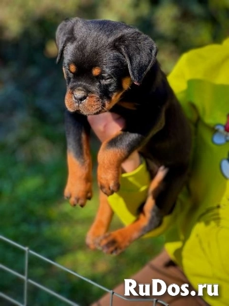 Щенки ротвейлера изображение 3