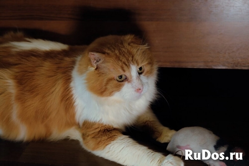 Замечательный кот Рыжик ищет любящий дом! изображение 4