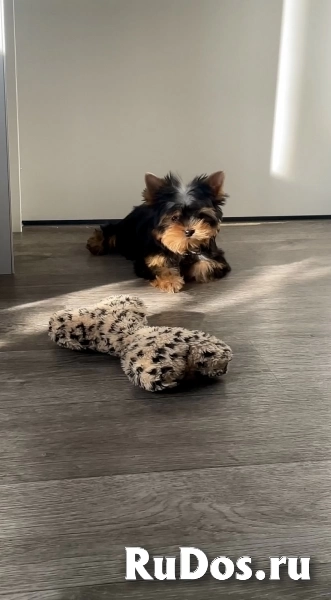 Щенки йоркширского терьера фотка