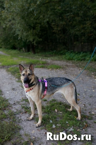 Мила самая милая и добрая собака ищет дом! изображение 8