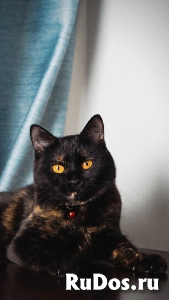 Замечательная молодая кошечка Плюша ждёт свою семью. изображение 7