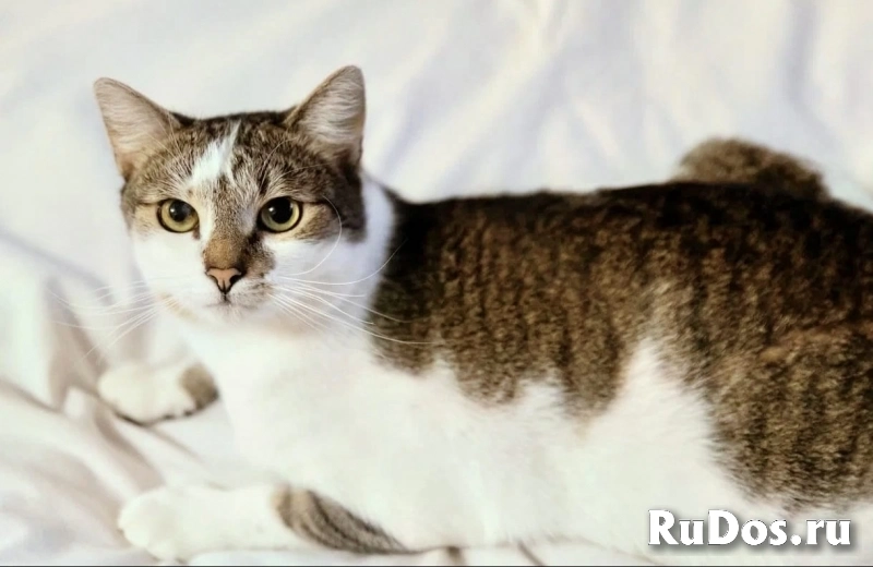 котик Бантик ищет дом изображение 4