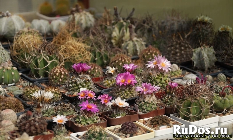 , купить растения изображение 9