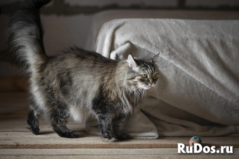 Каждой кошке нужен дом. изображение 7
