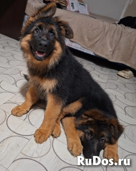 Щенки немецкой овчарки в иркутске фотка