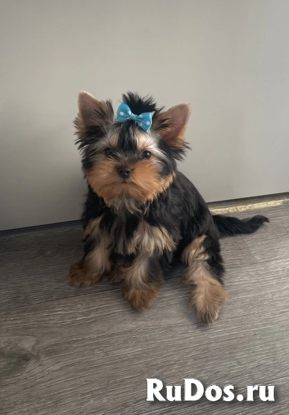 Щенки йоркширского терьера изображение 9