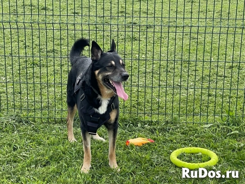 Срочно ищем любящую семью для Спайка!!! изображение 5