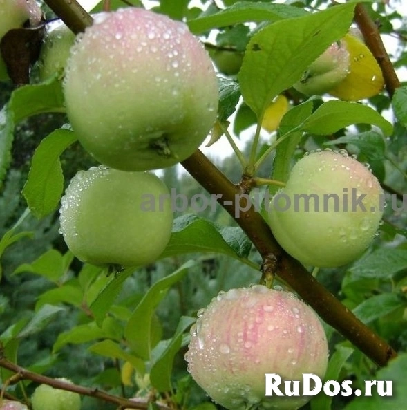 Саженцы яблони из питомника, с доставкой и посадкой по низкой цене изображение 5
