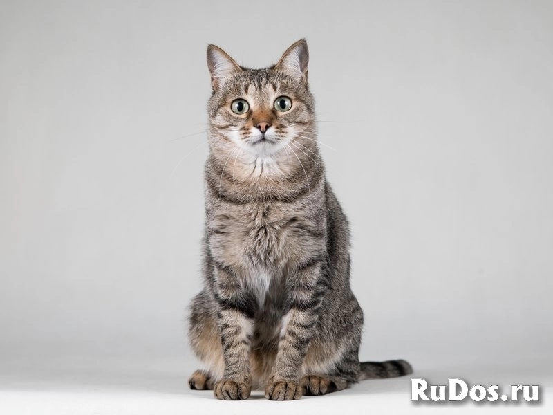 Ласковая маленькая кошечка Эми. изображение 6