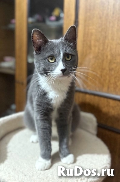 кот ищет дом фотка