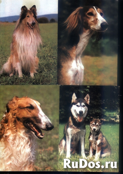 Открытки собаки Чехословакия изображение 4