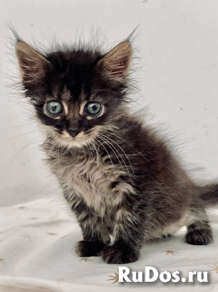 Отдаю в добрые руки чудесных малышей. изображение 5