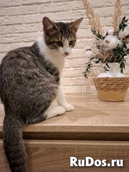 Котенок Тимофей ищет семью. фотка