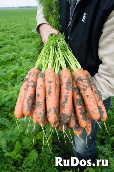 Морковь балтимор F1 1,8-2,0 (1 000 000 семян) Bejo фото