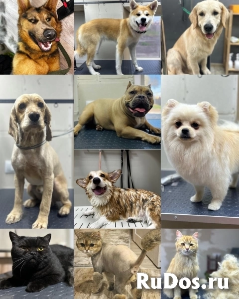 Стрижка собак и кошек (груминг) фото