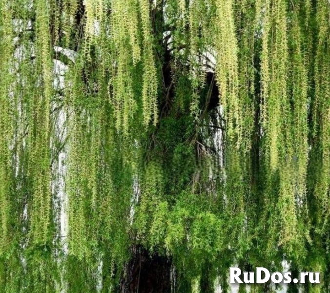 Крупномеры в Москве и Подмосковье с доставкой и посадкой фото